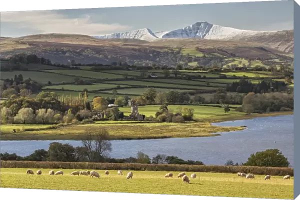 View of sheep grazing in pasture, lake and snow covered hills in distance, Llangorse Lake, Penyfan, Brecon Beacons N. P
