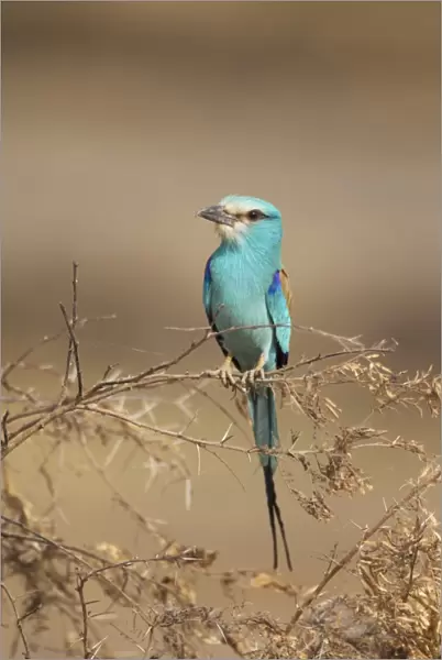 Abyssinian Roller (Coracias abyssinica) adult, perched on twigs, Gambia, February
