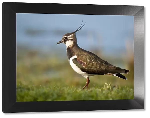 Northern Lapwing (Vanellus vanellus) adult, non-breeding plumage, walking on dew covered grass, Elmley Marshes N. N. R