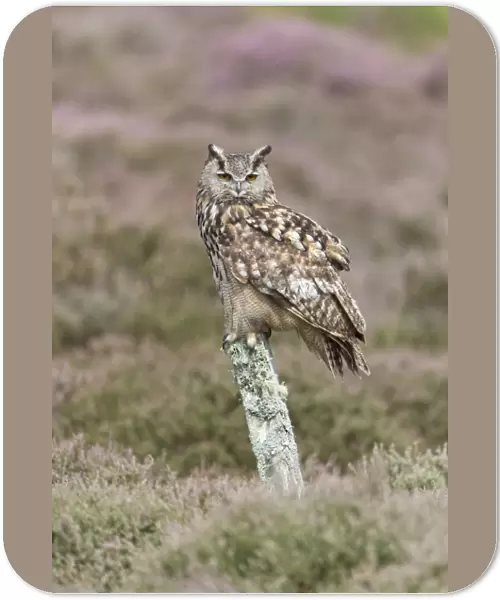 Eurasian Eagle-owl (Bubo bubo) adult, perched on post amongst flowering heather, August (captive)