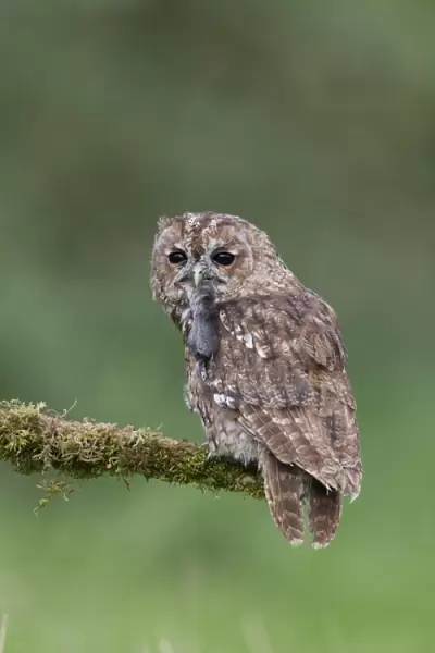 Tawny Owl (Strix aluco) adult, with Common Shrew (Sorex araneus) prey in beak, perched on mossy branch