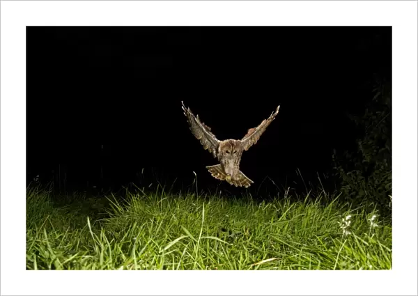 Tawny Owl (Strix aluco) adult, in flight, hunting at night, Shropshire, England, August