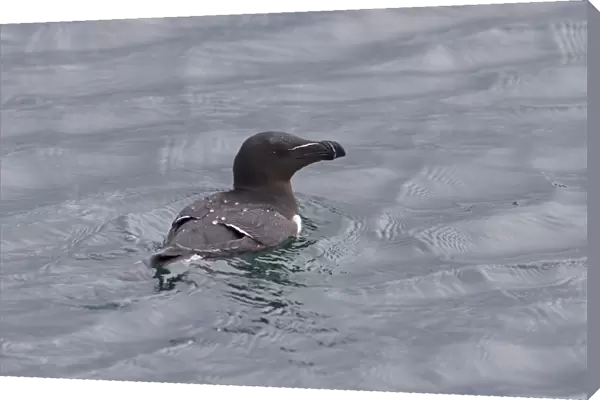 Razorbill (Alca torda) adult, breeding plumage, swimming at sea, Shetland Islands, Scotland, June