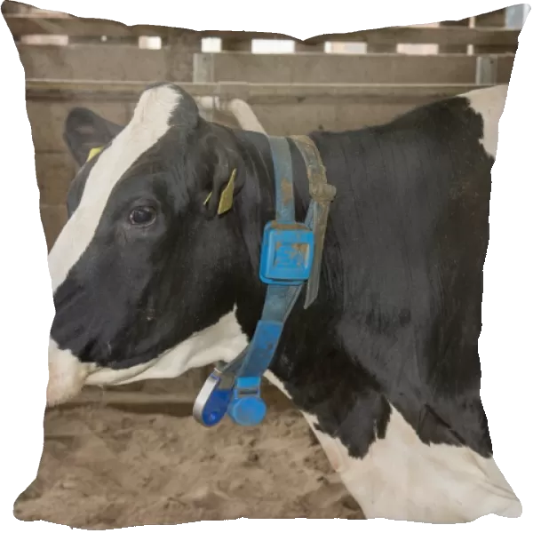 Domestic Cattle, Holstein cow, close-up of head, with neck collar and transponder, in cubicle house, Cheshire, England