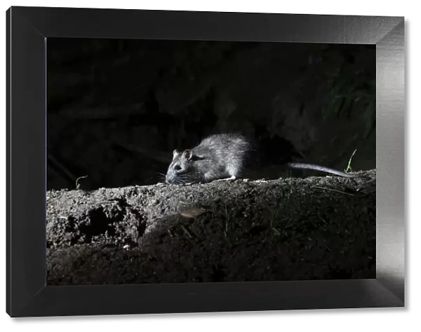 Brown Rat (Rattus norvegicus) adult, standing on woodland floor at night, Warwickshire, England, May