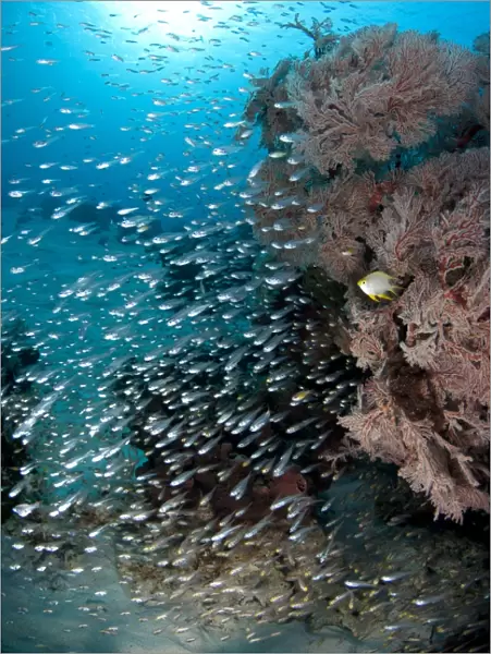 Bleekers Cardinalfish (Archamia bleekeri) shoal, swimming beside coral bommie, Gili Lawa Laut, near Komodo Island