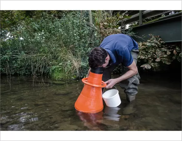 Man searching for Atlantic Stream Crayfish (Austropotamobius pallipes) under licence, using viewing bucket