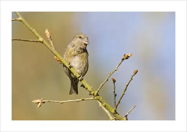 Red Crossbill (Loxia curvirostra) adult female, perched on twig, Norfolk, England, April