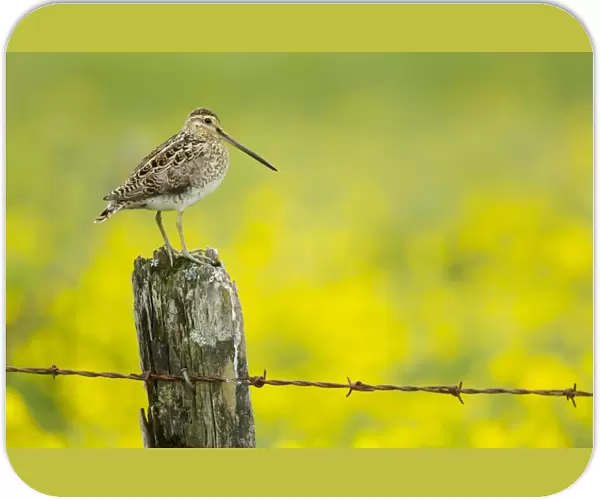 Common Snipe (Gallinago gallinago) adult, standing on fencepost with flowering buttercup meadow in background, Iceland