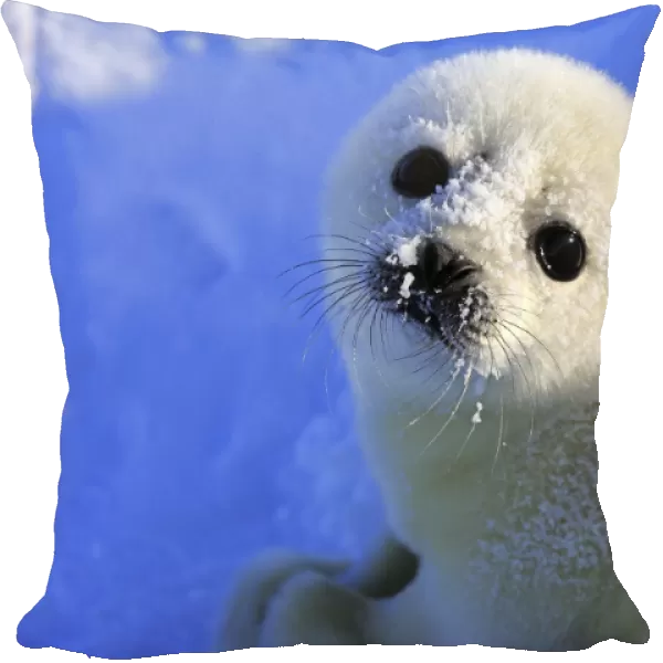 Harp Seal (Pagophilus groenlandicus) pup, close-up of head, resting on pack ice, Magdalen Islands, Gulf of St