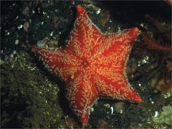 Red Cushion Star (Porania pulvillus) adult, in sea loch, Loch Carron, Ross and Cromarty, Highlands, Scotland, June