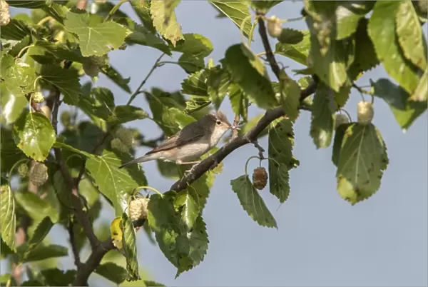 Olivaceous Warbler on Mulberry tree - Bulgaria