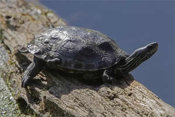 Stripe necked Terrapin or Caspian Turtle resting on log. - Bulgaria