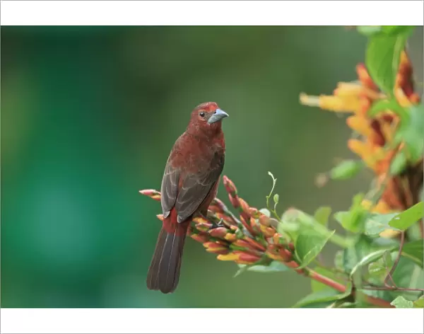 Silver-beaked Tanager (Ramphocelus carbo) immature male, perched on flowerhead, Trinidad, Trinidad and Tobago, March