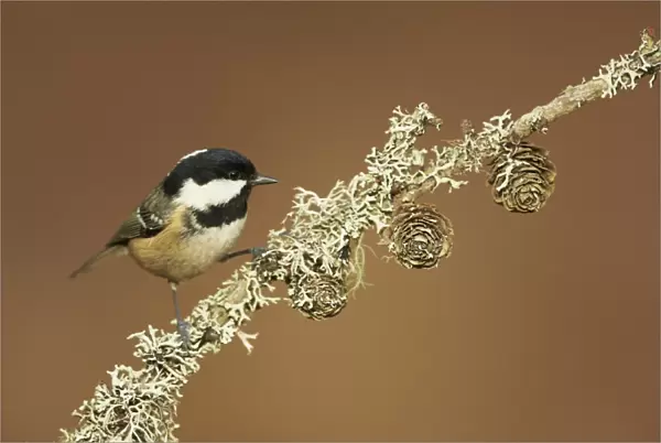 Coal Tit (Periparus ater) adult, perched on lichen covered twig, Cairngorms, Highlands, Scotland, January