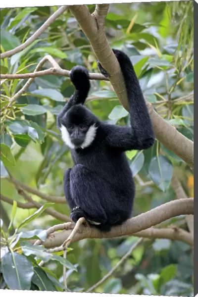 Northern White-cheeked Gibbon (Nomascus leucogenys) adult male, sitting on branch (captive)