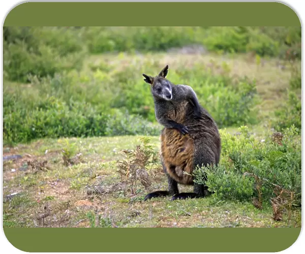 Swamp Wallaby (Wallabia bicolor) adult, scratching, standing amongst vegetation, Wilsons Promontory N. P