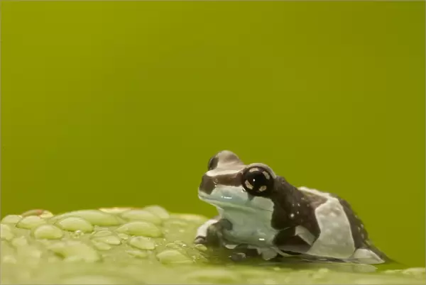Amazon Milk Frog (Trachycephalus resinifictrix) adult, resting on leaf covered in water droplets (captive)