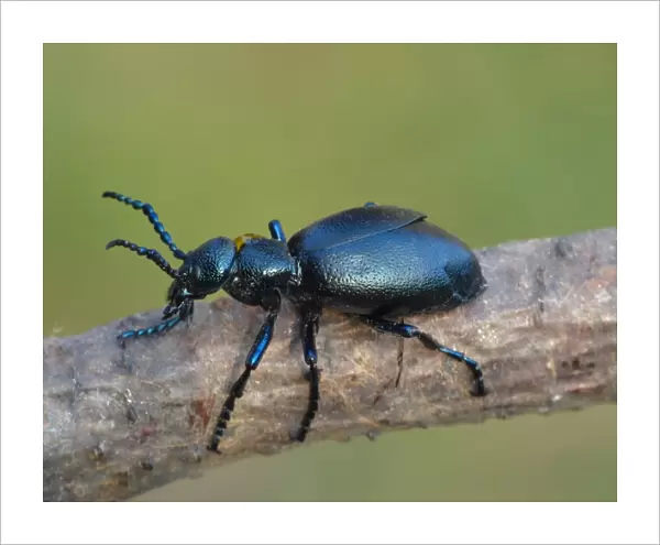 Black Oil Beetle (Meloe proscarabaeus) adult male, resting on twig, Cannobina Valley, Italian Alps, Piedmont, Italy
