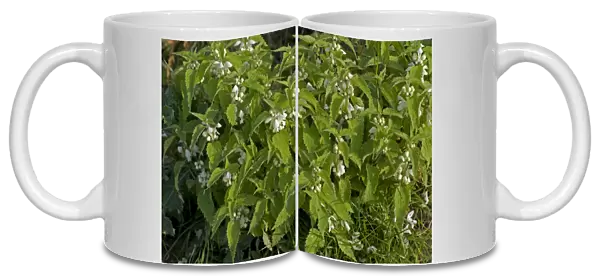 White Dead-nettle, Lamium album, group of plants in flower