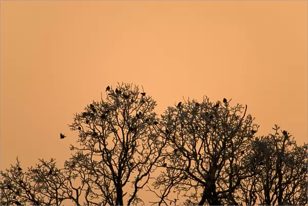 Fieldfare (Turdus pilaris) flock, roosting in tree, silhouetted at sunrise, Admaston, Staffordshire, England, December