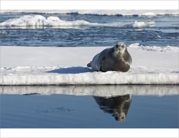 Bearded Seal (Erignathus barbatus) adult, resting on icefloe, Hinlopenstretet, Spitsbergen, Svalbard, August