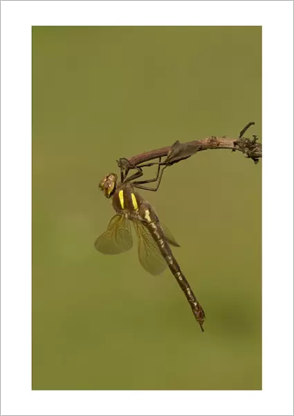 Brown Hawker Dragonfly (Aeshna grandis) adult, resting on stem, Yorkshire, England, July