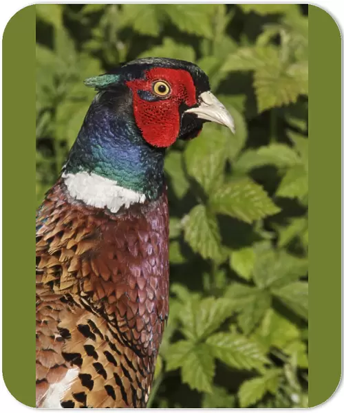 Common Pheasant (Phasianus colchicus) adult male, close-up of head and breast, standing beside brambles