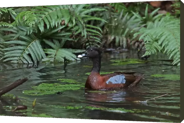 Hartlaubs Duck (Pteronetta hartlaubii) adult female, swimming on forest pond, Ankasa Reserve, Ghana, February