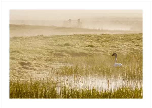 Mute Swan (Cygnus olor) adult, swimming on flooded grazing marsh habitat at sunrise, Elmley Marshes N. N. R