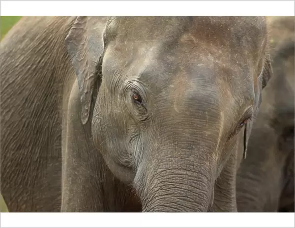 Asian Elephant (Elephas maximus maximus) immature, close-up of head, Sri Lanka, February