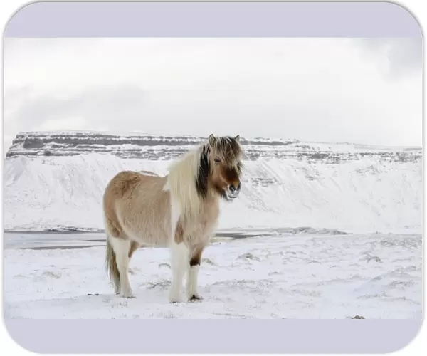 Horse, Icelandic Pony, adult, standing on snow, Snaefellsnes, Vesturland, Iceland, March