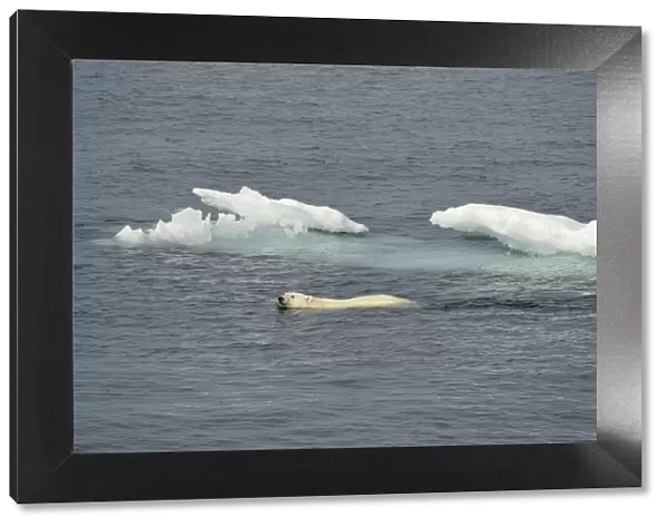 Polar Bear (Ursus maritimus) adult, swimming in sea near ice, Baffin Island, Nunavut, Canada, August