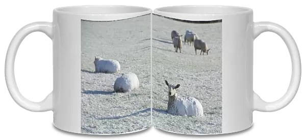Domestic Sheep, Blue-faced Leicester, adults, covered in snow, resting on pasture, near Thornhill