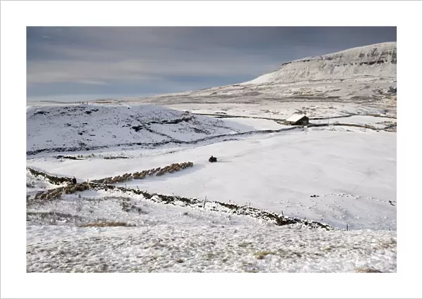 Domestic Sheep, Dalesbred, flock, with shepherd on quadbike leading off snow covered moorland onto lower pasture