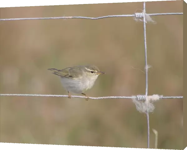 Arctic Warbler (Phylloscopus borealis) immature, first winter plumage, vagrant perched on wire fence, Fair Isle