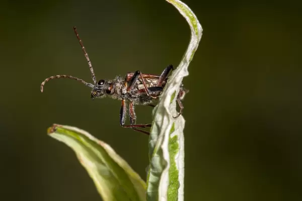 Two-banded Longhorn Beetle (Rhagium bifasciatum) adult, clambering over leaves of variegated shrub in garden, Thirsk