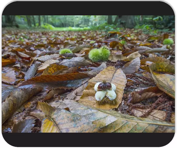 Sweet Chestnut (Castanea sativa) open and closed fruits, amongst leaf litter on woodland floor, Norfolk, England