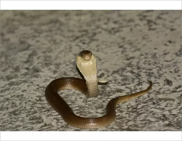 Javan Spitting Cobra (Naja sputatrix) juvenile, rearing up with hood flattened in threat display, Bali