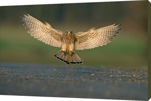Common Kestrel (Falco tinnunculus) adult female, in flight, landing with wings spread and alulas raised, Lancashire