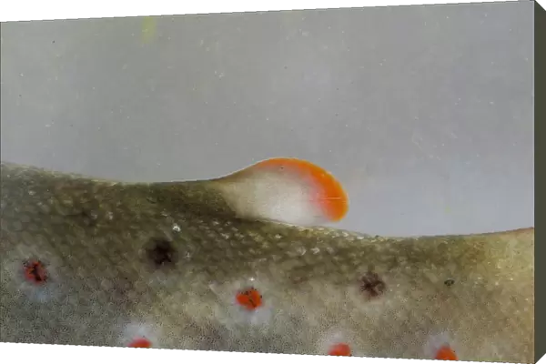 Brown Trout (Salmo trutta fario) adult, close-up of adipose fin, in tank, Nottingham, Nottinghamshire, England, January