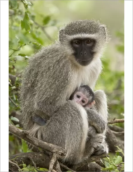 Vervet Monkey (Chlorocebus pygerythrus) adult female and baby, sitting on branch, Kruger N. P