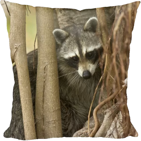 Common Raccoon (Procyon lotor) adult, foraging amongst tree roots, Everglades, Florida, U. S. A. February
