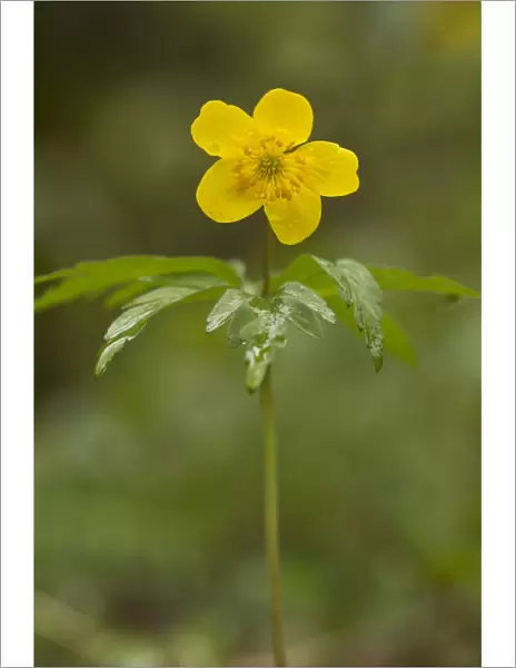 Yellow Anemone (Anemone ranunculoides) flowering, French Pyrenees, France, May