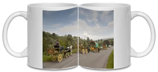Horse, Irish Cob (Gypsy Pony), pulling traveller caravans, heading towards Appleby Horse Fair