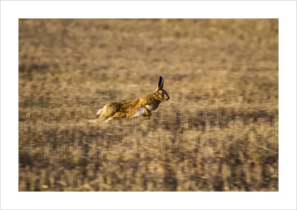Brown Hare running over stubble field