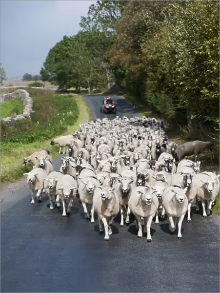 Sheep farming, flock being moved down narrow country road by shepherd on quadbike, Cumbria, England, September