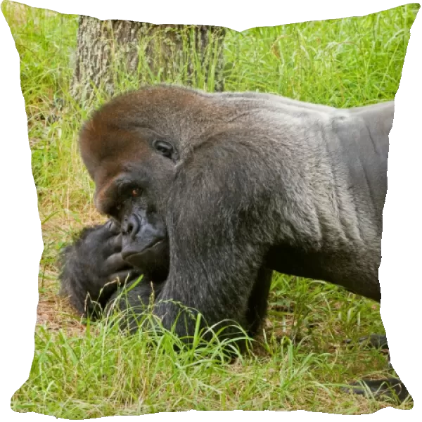 Western Lowland Gorilla (Gorilla gorilla gorilla) silverback adult male, Jacksonville Zoo
