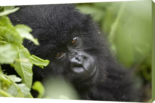 Mountain Gorilla (Gorilla beringei beringei) young, close-up of head, sitting in rainforest, Volcanoes N. P
