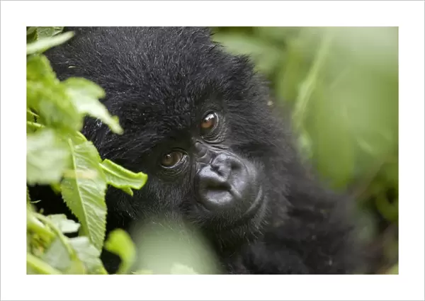 Mountain Gorilla (Gorilla beringei beringei) young, close-up of head, sitting in rainforest, Volcanoes N. P